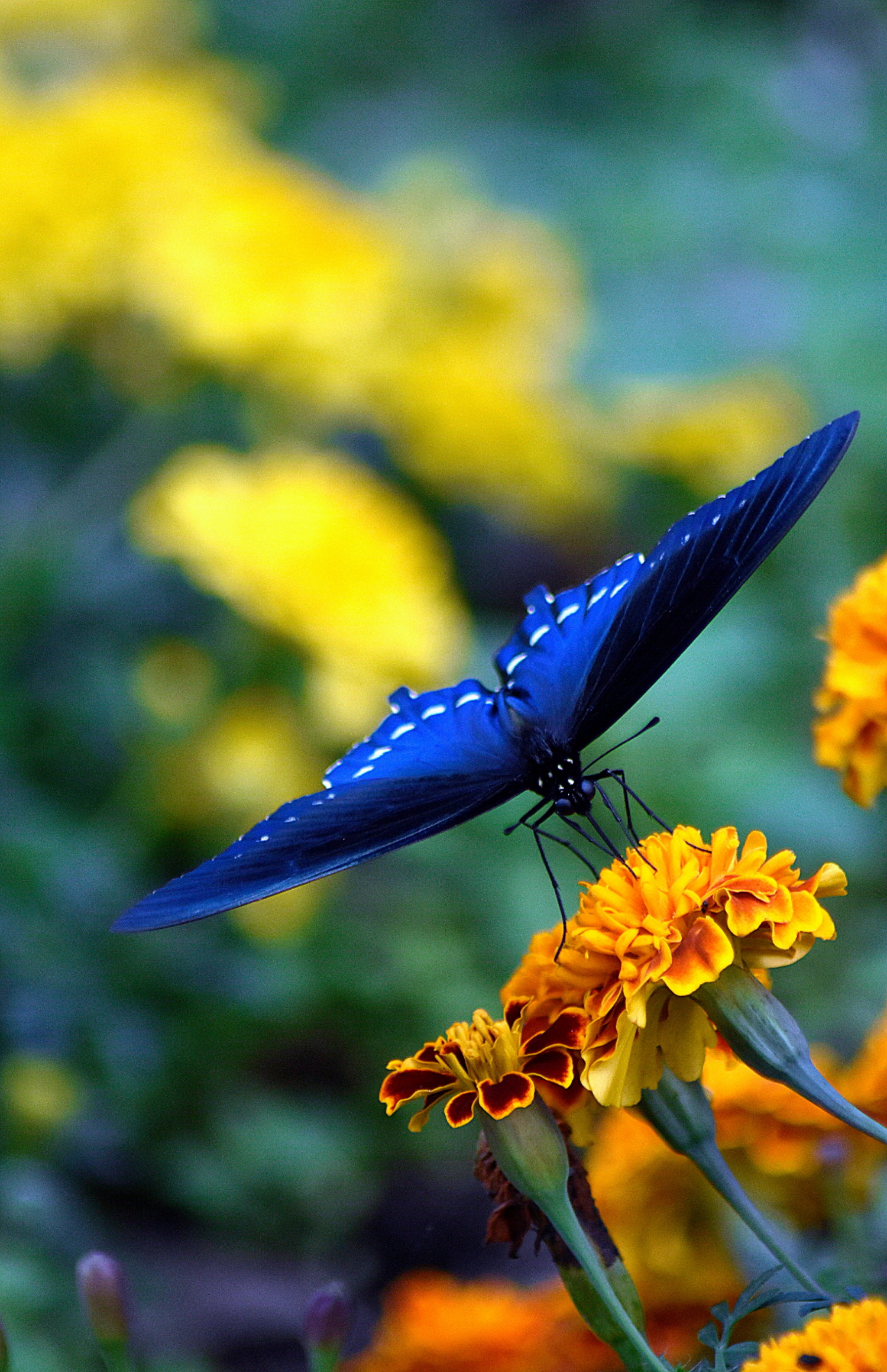 A blue swallowtail on marigolds.