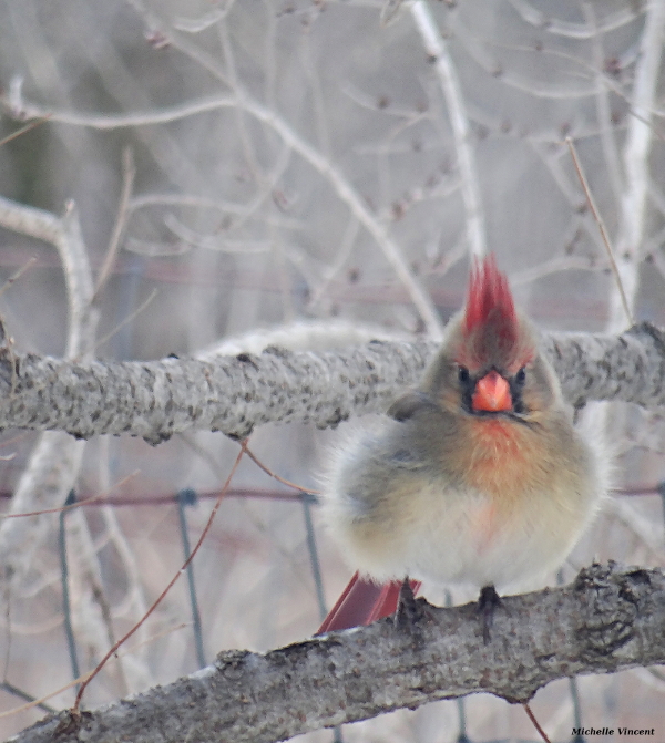 A Very Discontented Lady Cardinal in the Winter