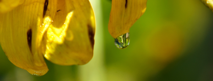 drop of water on sunflower petal