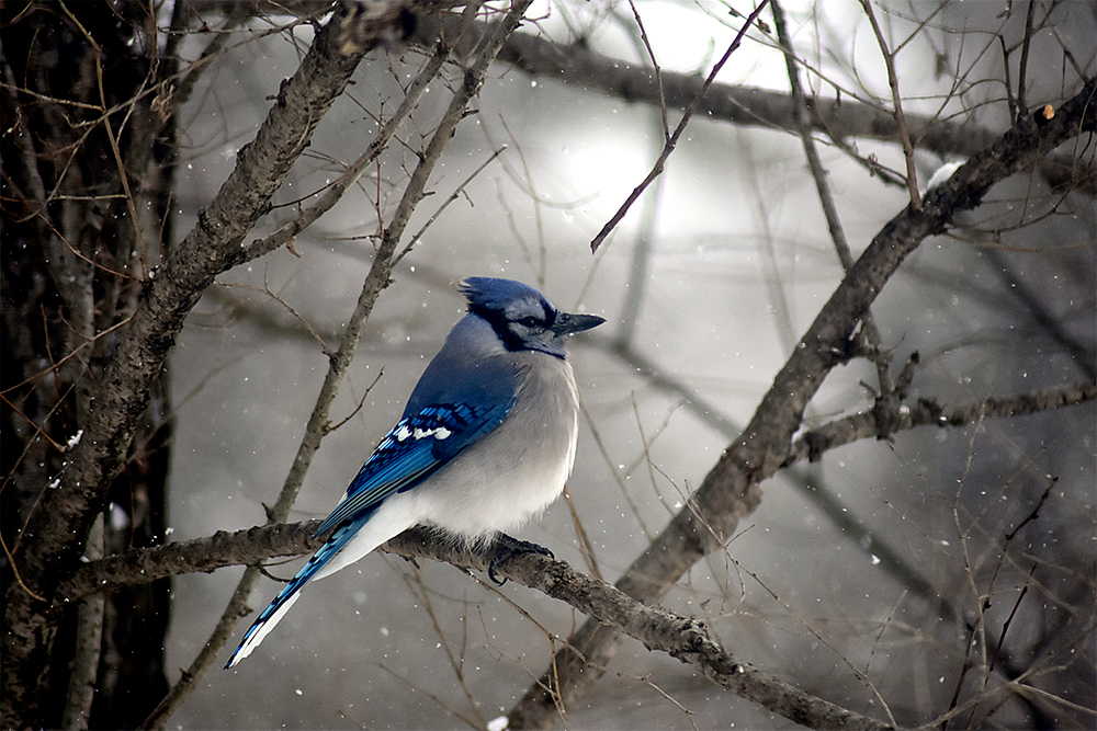 Blue Jay