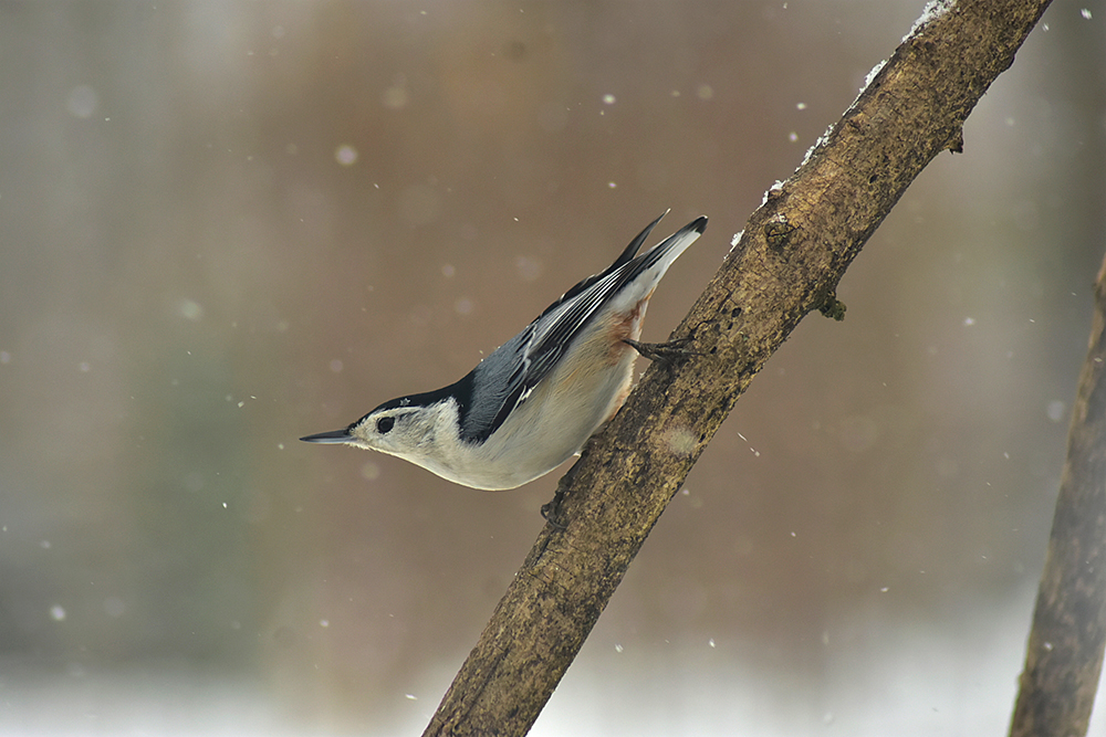 Nuthatch Snow