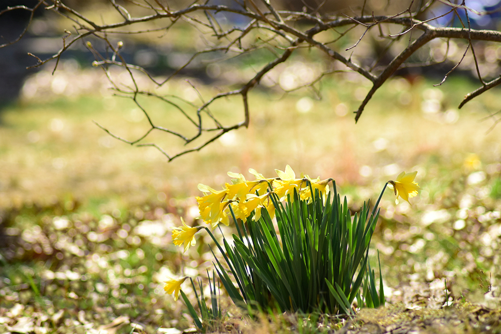 Daffodils