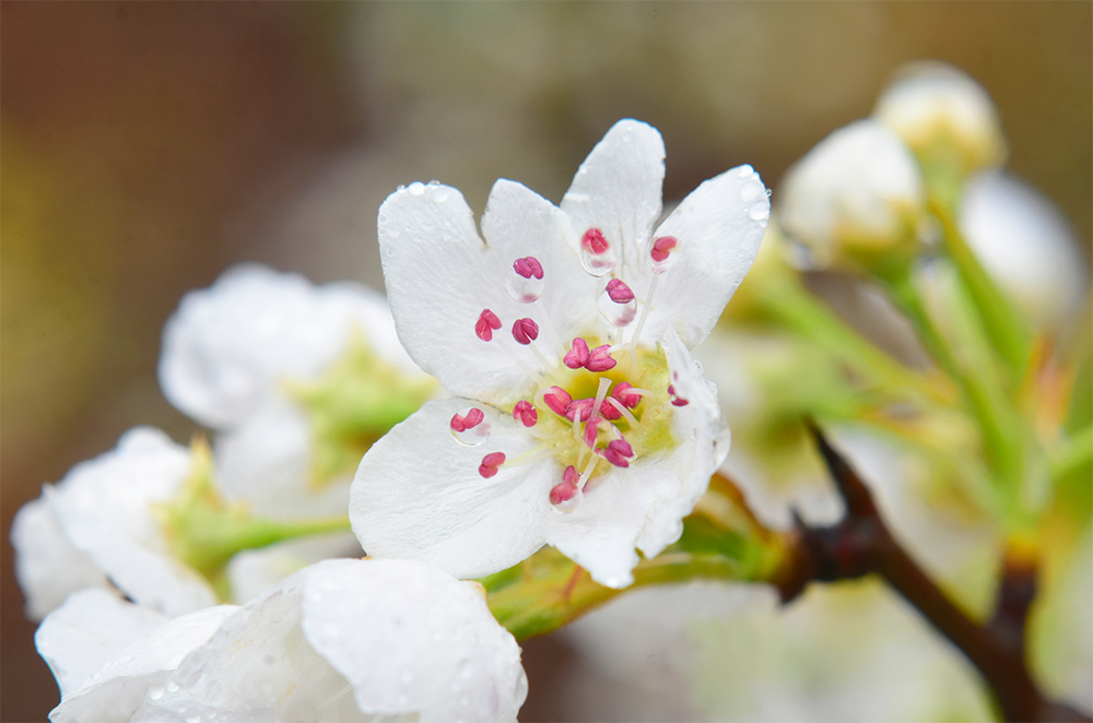 Pear Blossom