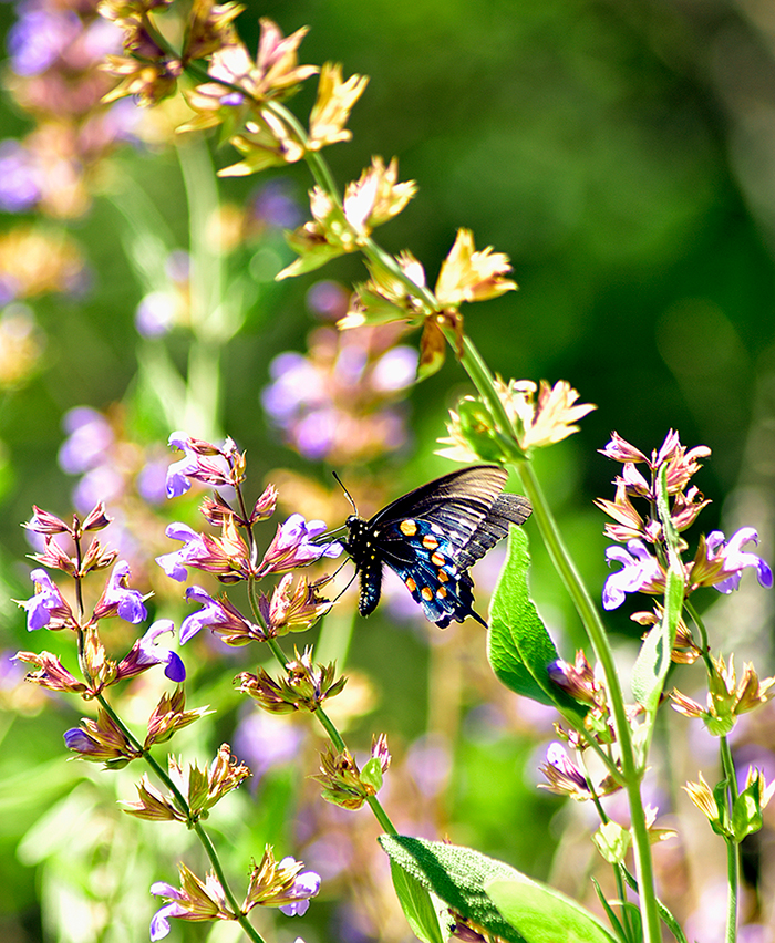 Butterfly
         Purple Sage