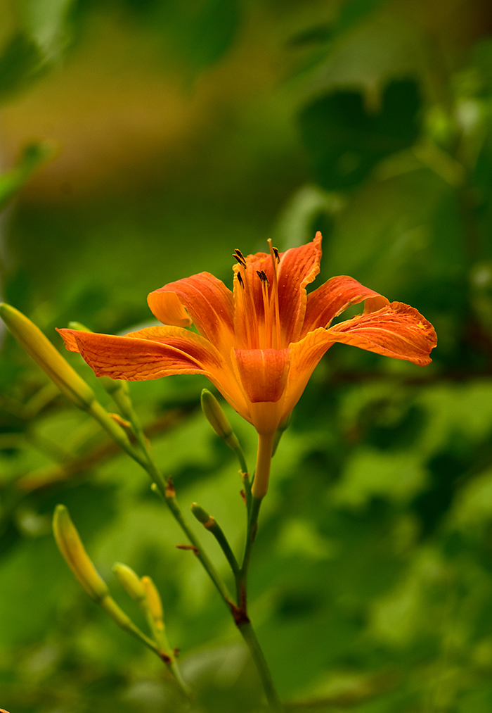 Orange Day Lily