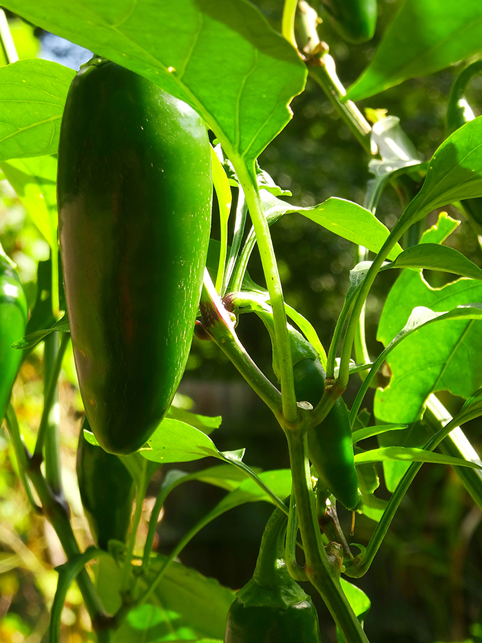 Jalapeno