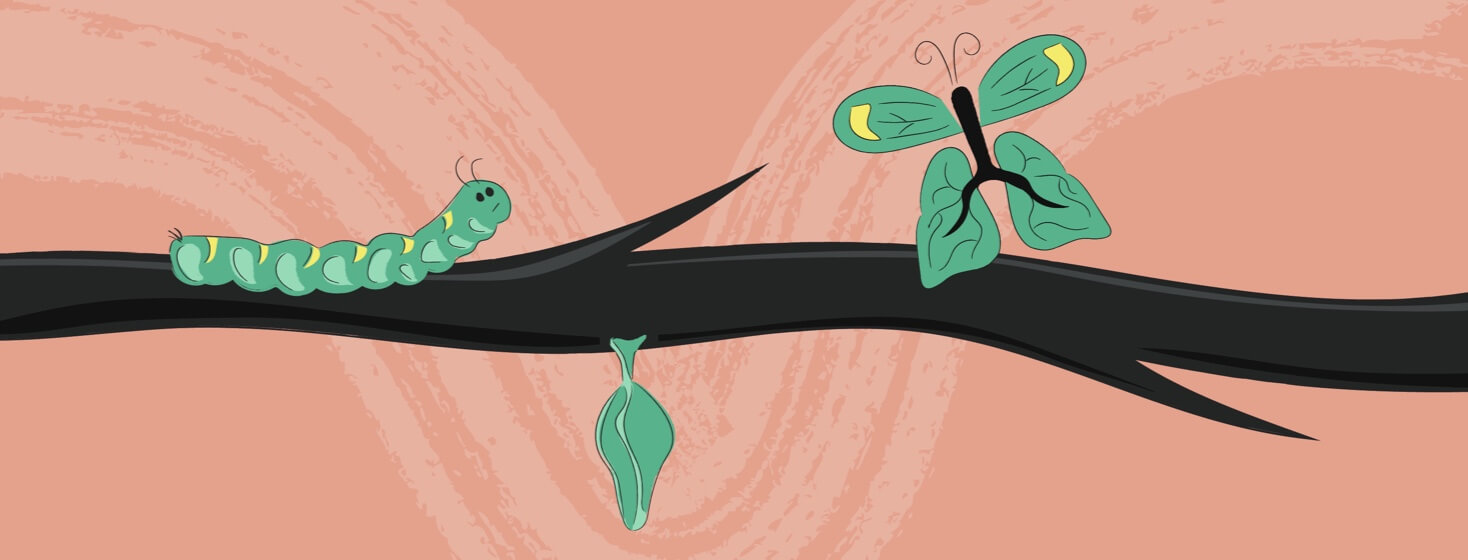 a caterpillar, cocoon, and butterfly on a branch