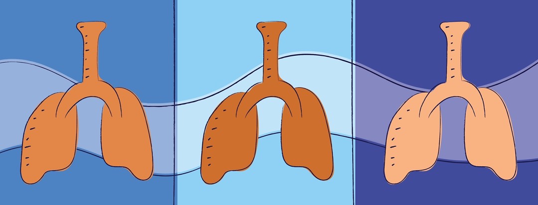 Three lungs, each a different shade of orange