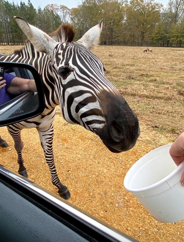 A hand holding a cup of food out of a car window toward a zebra.